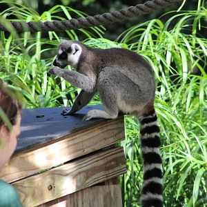 Ring-Tailed Lemur (Lemur catta) with Keeper