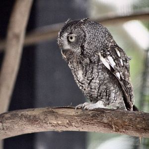 Eastern Screech Owl (Megascops asio)