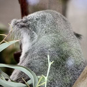 Queensland Koala (P. c. adustus)