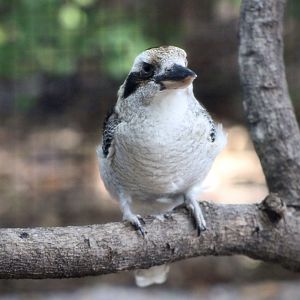Laughing Kookaburra (Dacelo novaeguineae)