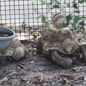 Leopard Tortoises (Stigmochelys pardalis ssp.)