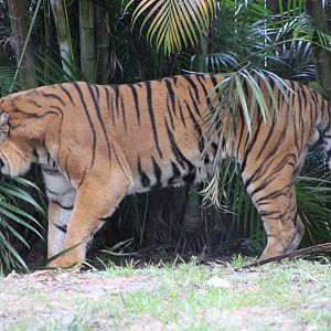 Malayan Tiger (P. t. tigris / “jacksoni”)