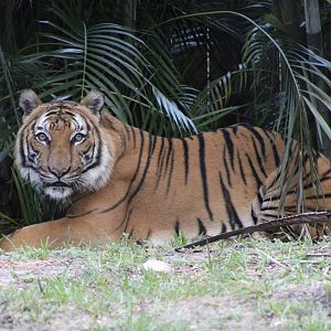 Malayan Tiger (P. t. tigris / “jacksoni”)