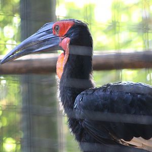 Southern Ground Hornbill (Bucorvus leadbeateri)