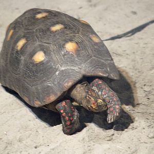 Red-Footed Tortoise (Chelonoidis carbonarius)