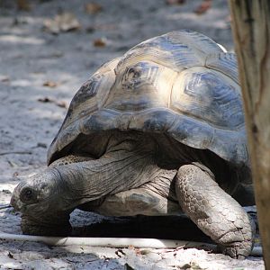 Aldabra Giant Tortoise (Aldabrachelys gigantea ssp.)