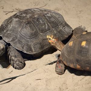 Black Mountain Tortoise (M. e. pharyei) + Red-Footed Tortoise (C. carbonarius)