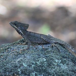{Wild} Brown Basilisk (Basiliscus vittatus)