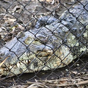 Broad-Snouted Caiman (Caiman latirostris)