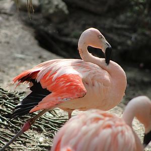 Chilean Flamingos (Phoenicopterus chilensis)
