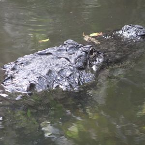American Alligator (Alligator mississippiensis)