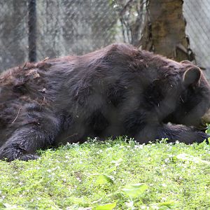 American Black Bear (Ursus americanus ssp.)