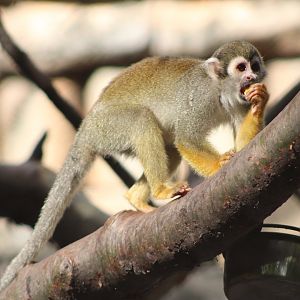 Common / Guianan Squirrel Monkey (Saimiri sciureus)