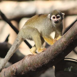 Common / Guianan Squirrel Monkey (Saimiri sciureus)