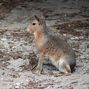 Patagonian Mara (Dolichotis patagonum)