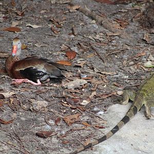 Black-Bellied Whistling Duck (D. autumnalis)