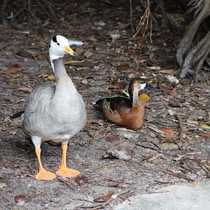 Bar-Headed Goose (Anser indicus) + Hybrid Whistling Duck