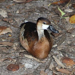 Hybrid Whistling Duck