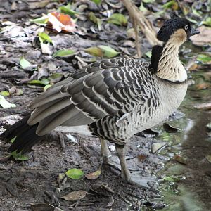 Nene (Branta sandvicensis)