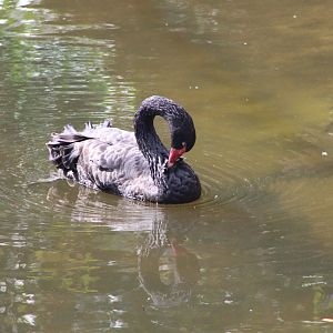 Black Swan (Cygnus atratus)