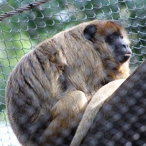 Black Howler Monkey (Alouatta caraya)