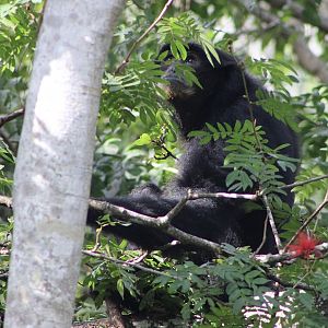 Siamang (Symphalangus syndactylus)