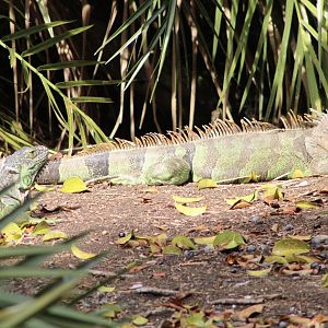 {Wild} Green Iguanas (Iguana iguana)