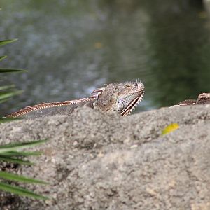 {Wild} Green Iguana (Iguana iguana)