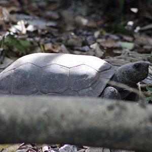 Gopher Tortoise (Gopherus polyphemus)