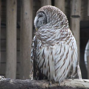 Barred Owl (Strix varia)