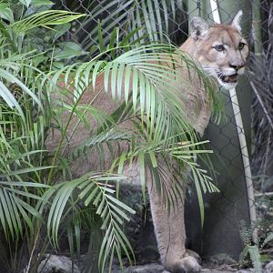 “Micco” the Cougar (P. c. couguar)