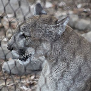 “Sassy” the Florida Panther (P. c. couguar / “coryi”)