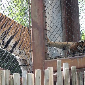 Malayan Tigers (P. t. tigris / “jacksoni”)