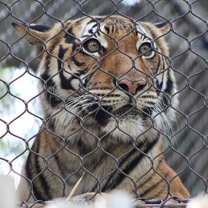 Malayan Tiger (P. t. tigris / “jacksoni”)