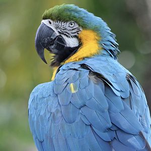 Blue-and-Gold Macaw (Ara ararauna)