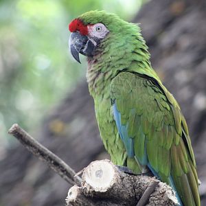Military Macaw (Ara militaris)
