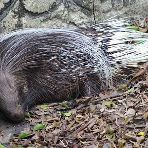 Cape Porcupine (Hystrix africaeaustralis)