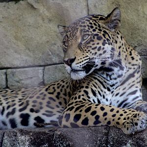 Jaguar (Panthera onca)