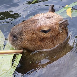 Capybara (Hydrochoerus hydrochaeris)