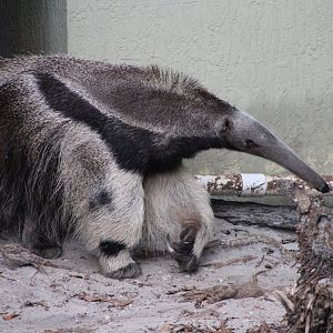 Giant Anteater (Myrmecophaga tridactyla)