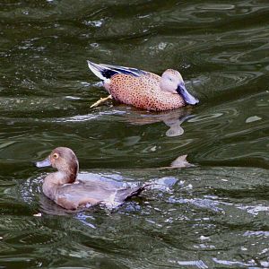 Red Shoveler (Spatula platalea) + Duck ID