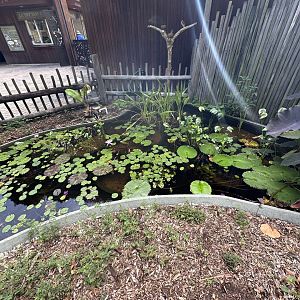 Nov. 2025 - Entrance Pond (no live animals)