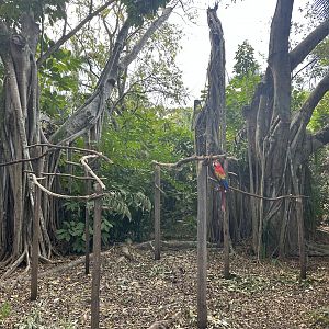 Nov. 2025 - Islands of the World - “Macaws on Sticks”