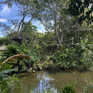 Nov. 2025 - Black-and-White Ruffed Lemur Island