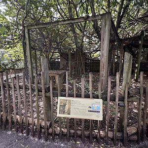 Nov. 2025 - Serval Enclosure