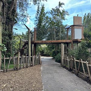 Nov. 2025 - Tiger Forest - Overview