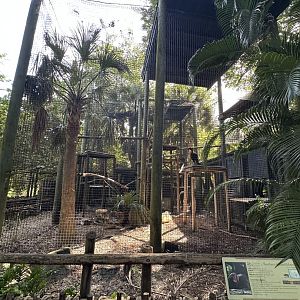 Nov. 2025 - Southern Ground Hornbill Enclosure