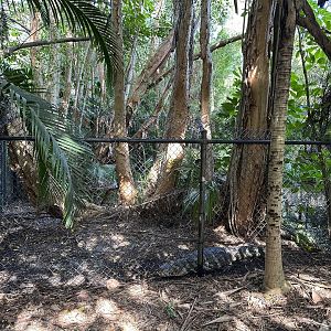 Nov. 2025 - Caiman Enclosure (1)