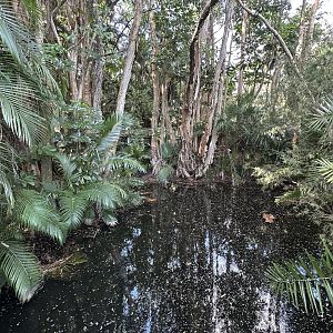 Nov. 2025 - Caiman Enclosure (2)