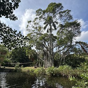 Nov. 2025 - Tropics of the Americas - Siamang Island